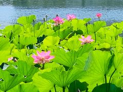 -莲花池公园