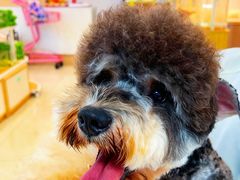 -翊宠yipet猫狗购宠庄园犬舍•猫舍