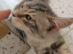 -猫域·湾主题猫咖·宠物吧(南坪城市广场店)
