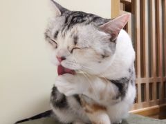 -猫和宫(六道口店)