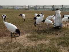 -盐城丹顶鹤湿地生态旅游区