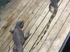 -石家庄市动物园