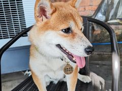 -柴犬高等学院·狗咖·柴犬售卖·宠物训练