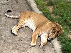 -西霞口神雕山野生动物世界