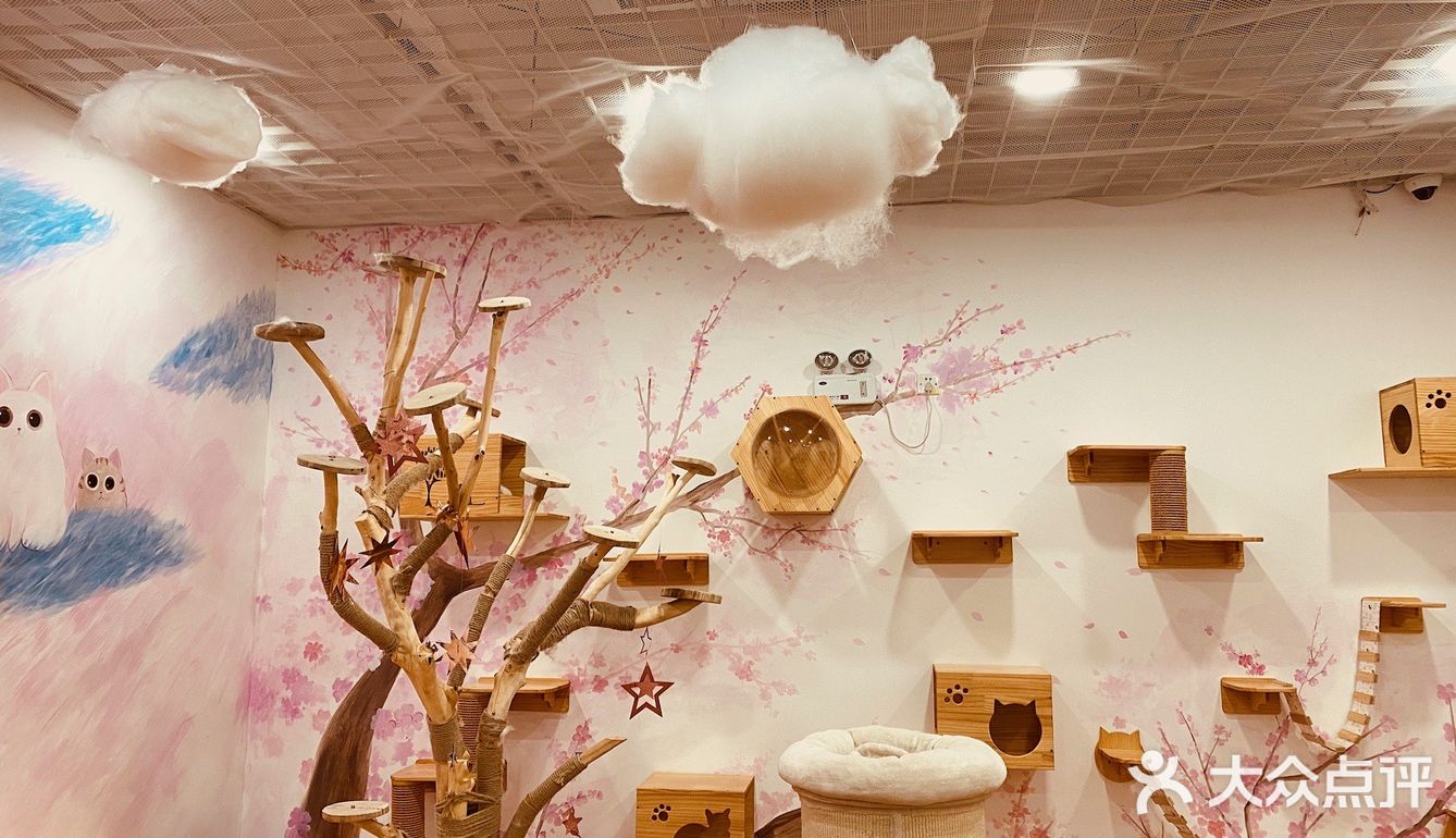 撸猫一时爽，一直撸猫一直爽！