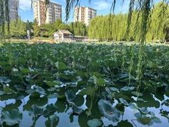 -团结湖公园