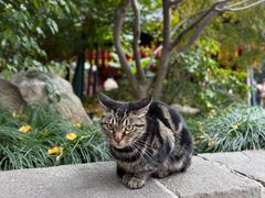 -龙华素斋(龙华路店)