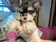 -翊宠yipet猫狗购宠庄园犬舍•猫舍