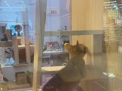 -爪爪喵星球·猫舍(前海卓越店)