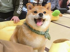 -逗柴咖啡屋·狗咖猫咖宠物桌游