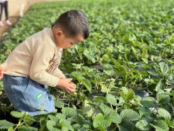 -蓝呗呗蓝莓草莓采摘园(通州区马驹桥店)