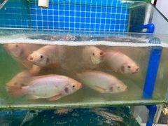 -琼大师东方烤乳猪(亚特兰蒂斯店)