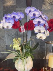 -美健盛世·美容SPA连锁