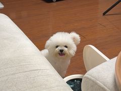 -宠爱国际动物医院· 猫科· 外科·中兽医(长白店)