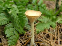 -五营红松林海景区