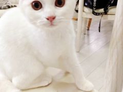 -喵的天空名猫咖啡馆·撸猫·猫舍·用品