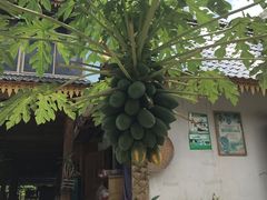 -西双版纳傣族园