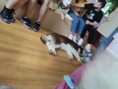 -Husky Go! 哈士奇体验馆·宠物咖啡厅狗咖