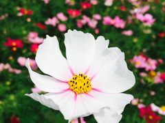 -秀丽东方