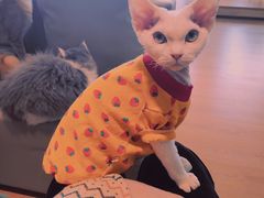 -猫腻·猫咖·撸猫馆(星光大道店)