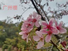 -狐尾山公园