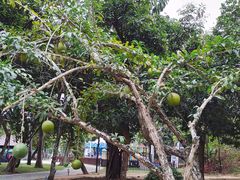 -三亚海棠湾万丽度假酒店