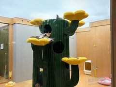 -帕帕拉兹宠物(亚洲旗舰店)