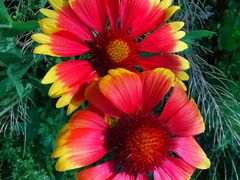 -大兴滨河森林公园