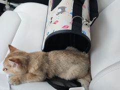 -中农国际动物医院24小时·猫科·骨科·急重症中心