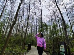 -合肥滨湖国家森林公园