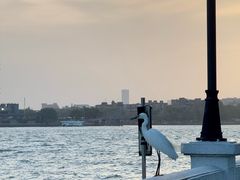 -广州白天鹅宾馆