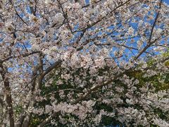 -高东镇樱花园