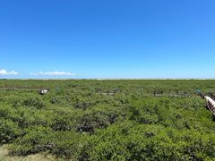 -北海金海湾红树林生态旅游区