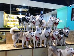 -Husky Go! 哈士奇体验馆·宠物咖啡厅狗咖