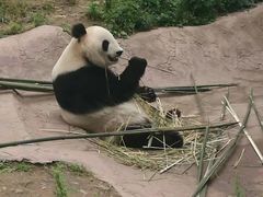 -都江堰中华大熊猫苑