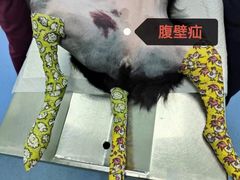 -北京观赏动物医院·24小时大型综合·猫专科·异宠专科