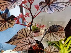 -云海肴·汽锅鸡·云南菜(广安门天虹店)