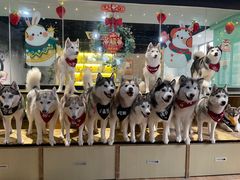 -Husky Go! 哈士奇体验馆·宠物咖啡厅狗咖