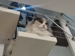 -团子家猫咪猫咖馆·柯基·柯尔鸭