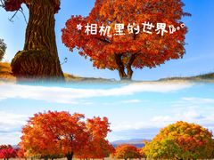 -五角枫生态旅游景区