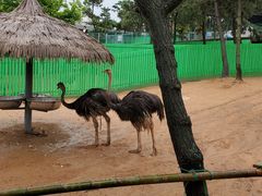 -西霞口神雕山野生动物世界
