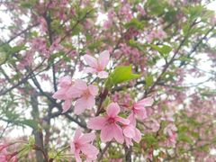 -天适樱花悠乐园