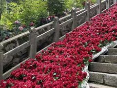 -洛阳白云山景区