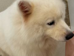 -共舞时光猫咖·狗咖(新街口店)