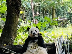 -都江堰中华大熊猫苑