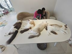 -怪兽屋·羊驼·猫咖·狗咖(俊华广场店)