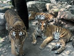 -北京野生动物园