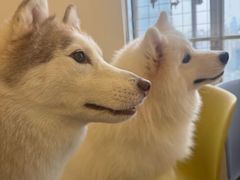 -Let's go狗咖·猫咖·奶狗·桌游(春熙路IFS店)