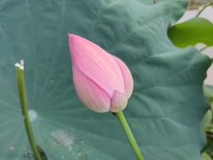 -陈家山荷花公园