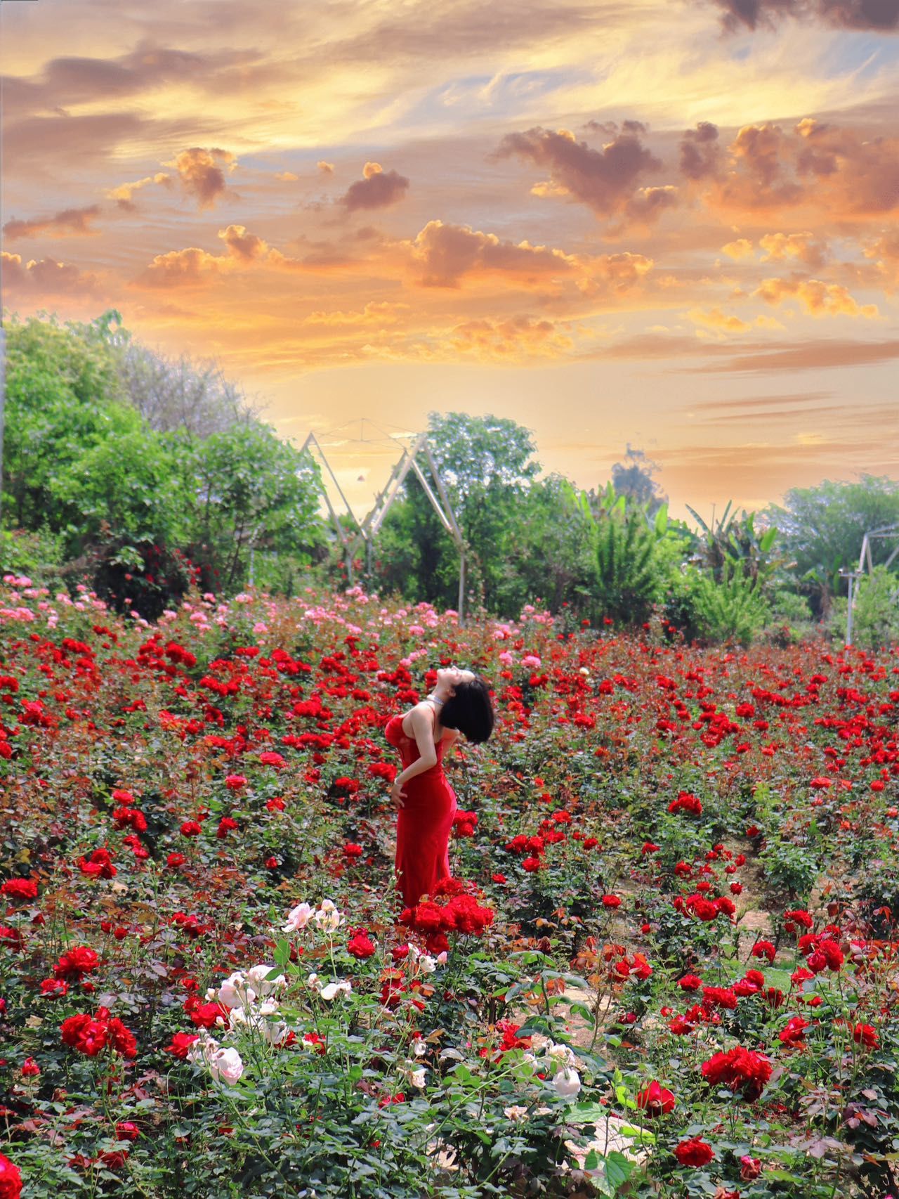 误入三圣乡玫瑰莫奈花园